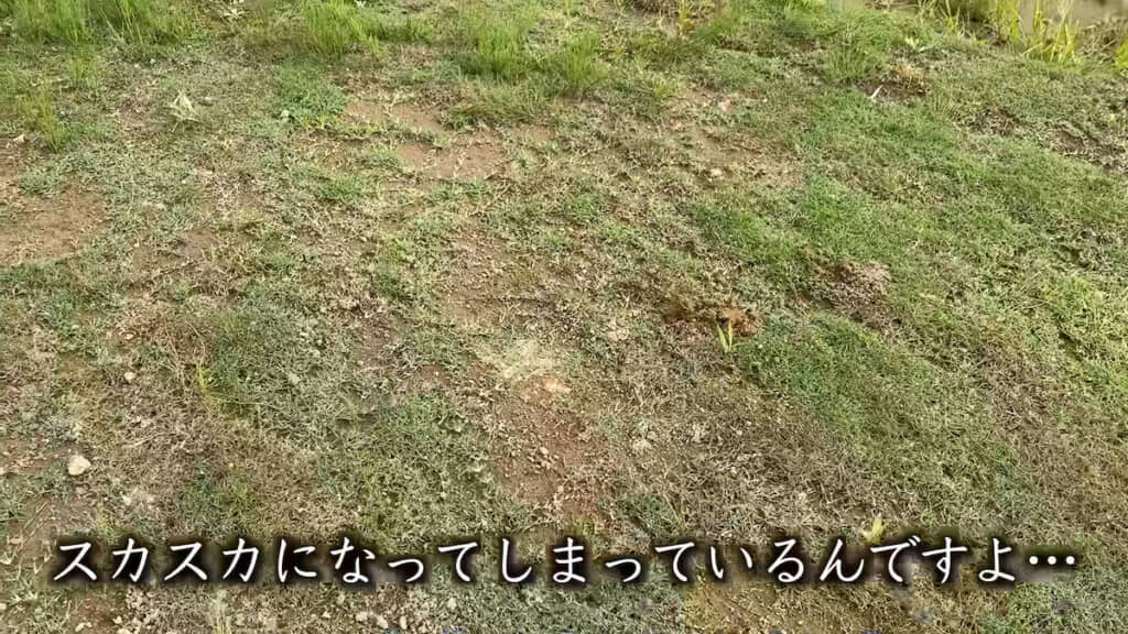 芝生がまだらに枯れてスカスカに