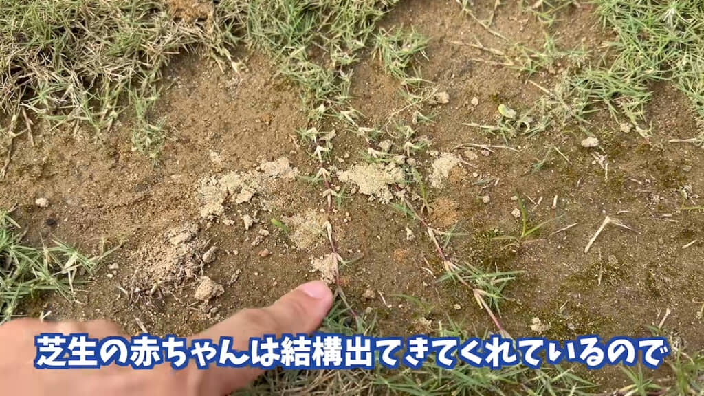 “芝生の赤ちゃん”は出てきている
