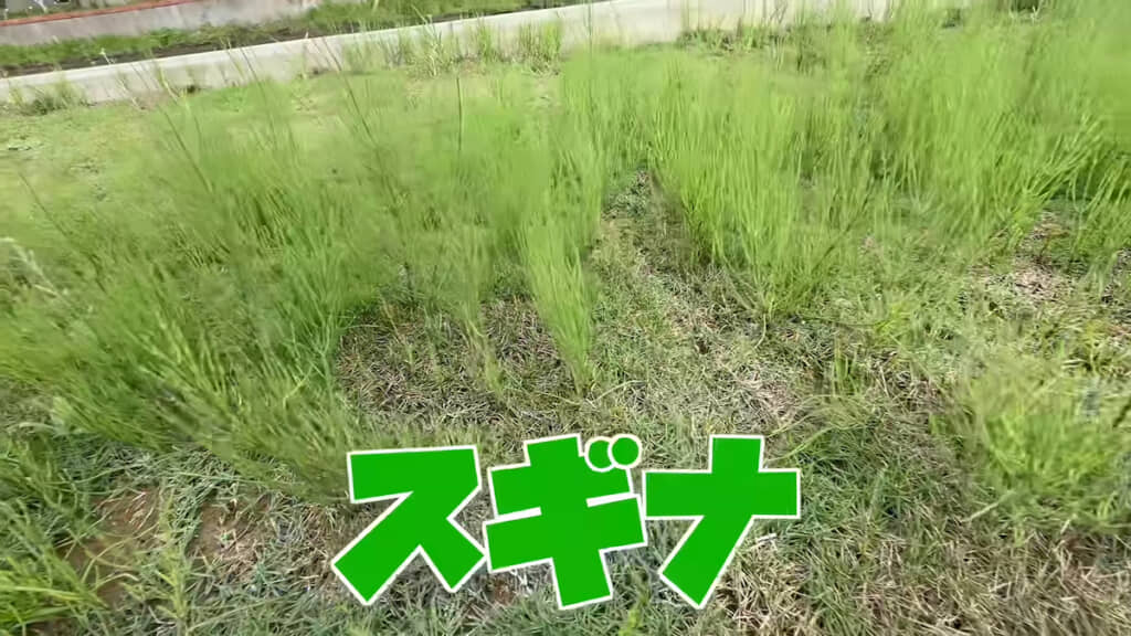 一方で成長いちじるしいスギナ