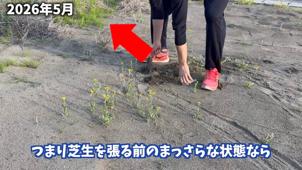 スギナを抜いてから……