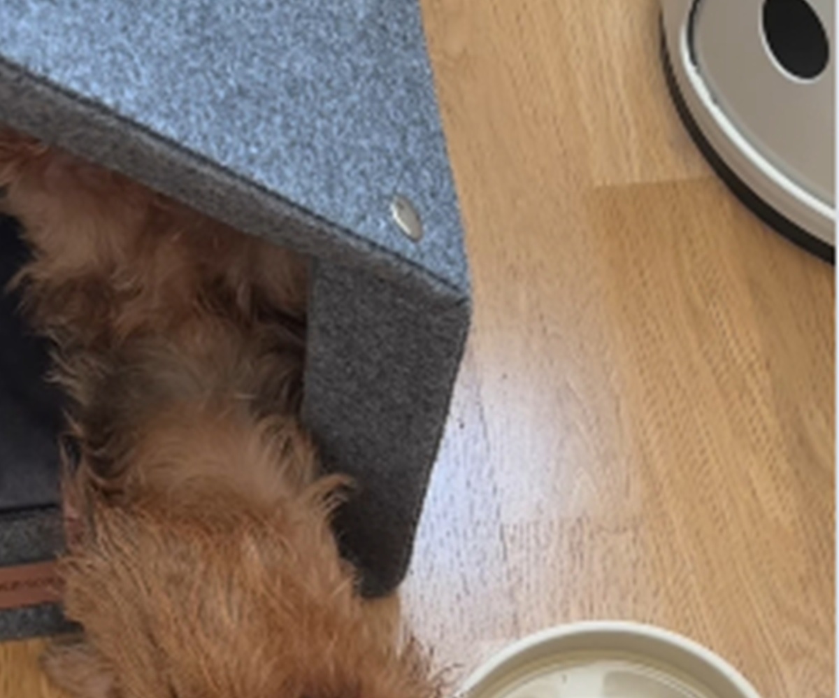 飼い主に「新たなズボラの境地に達した犬」と言われる愛犬→見てみると……　目を疑う姿が370万再生「いやいや」「おもろすぎ笑」【海外】（1/2） | 犬 ねとらぼ