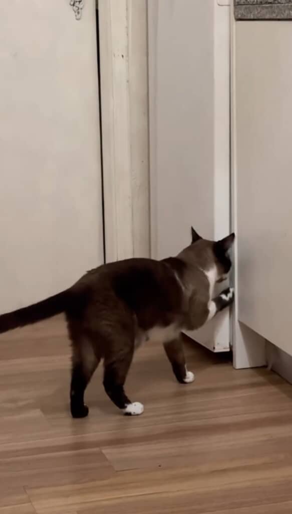 冷蔵庫の扉に前足をかける猫 