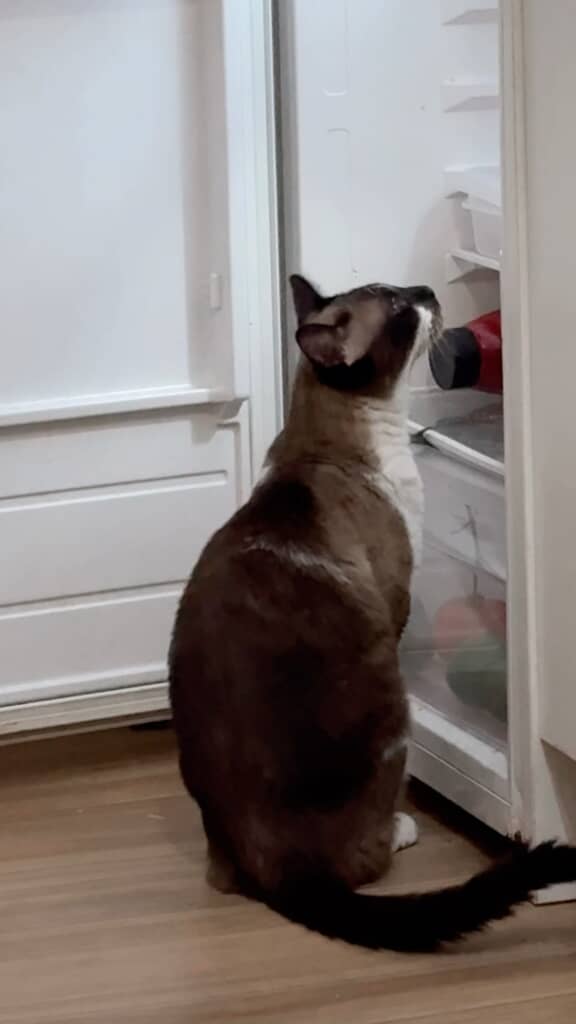 冷蔵庫を開けた猫は中をのぞいています