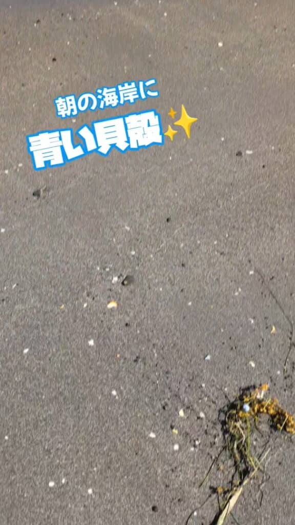 打ち上げられた海藻に紛れる貝殻