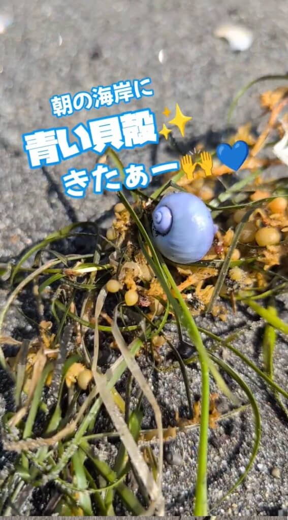 海藻にのった青い貝殻