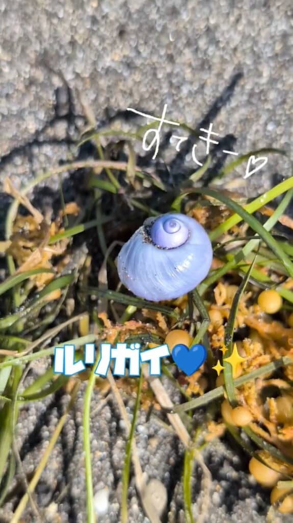「ルリガイ」という貝の貝殻
