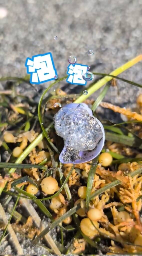 貝殻を裏返しにすると泡がいっぱいついている
