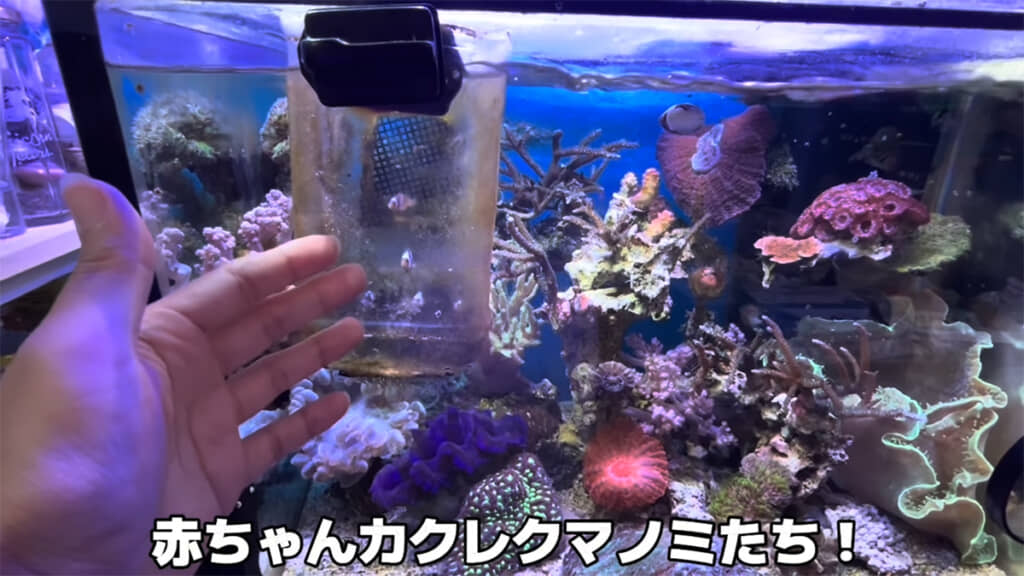 2カ月前にお迎えした赤ちゃんカクレクマノミたち