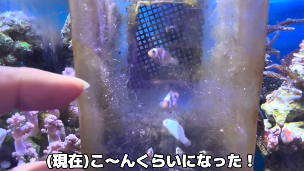 かなり大きくなりました