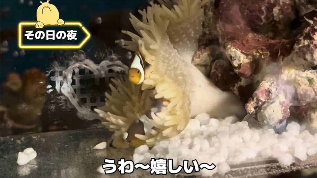 その日の晩にベッドを使ってくれました