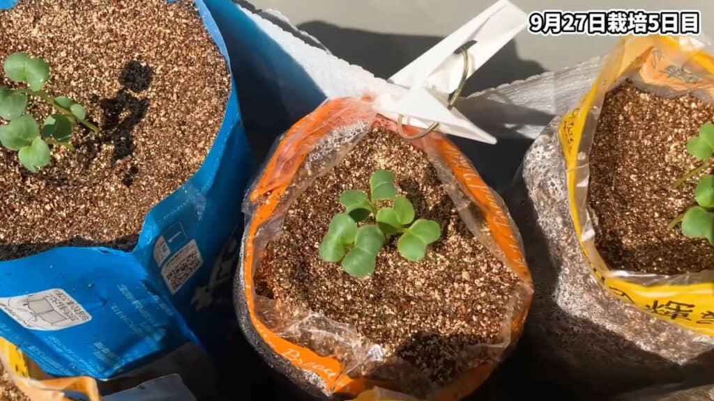 栽培5日目を迎えたダイコンの芽