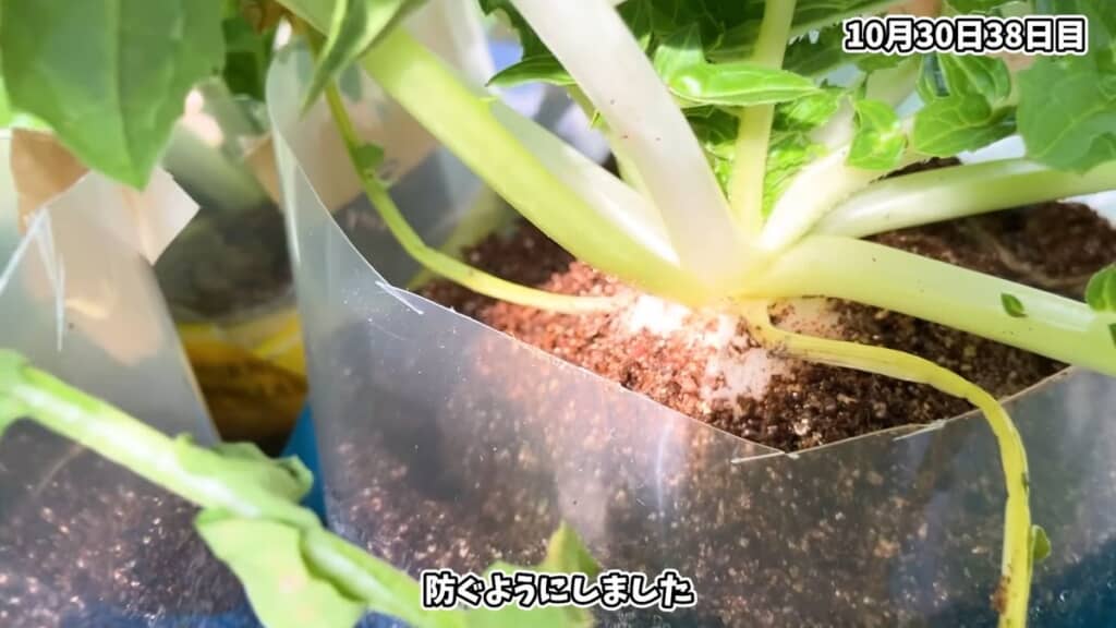栽培38日目にはクリアファイル製の支えを一部カット
