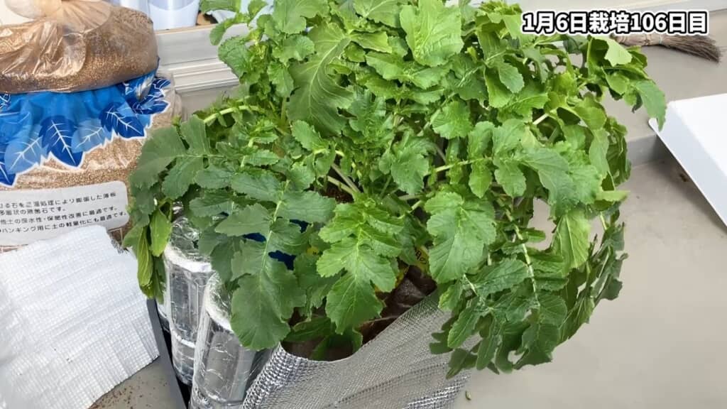 栽培106日目を迎えたダイコンの株