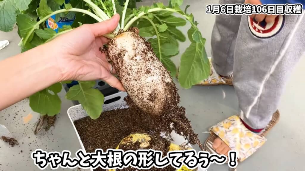 栽培106日目に引き抜いたダイコン