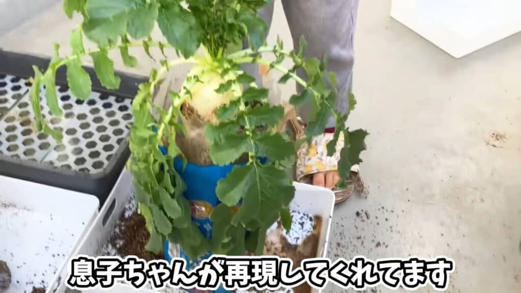 自分がダイコンを引き抜いた瞬間を再現してくれる息子