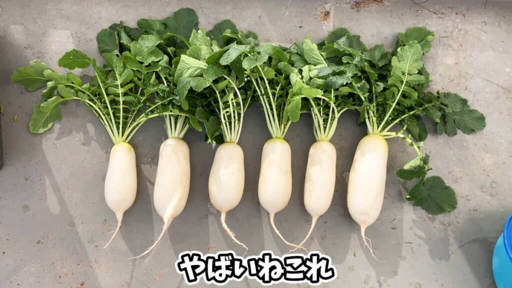 洗って表面をキレイにした6本のダイコン