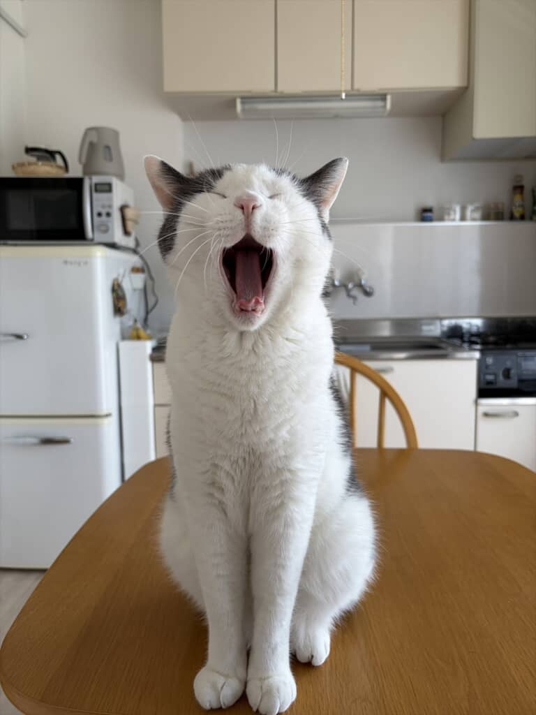 猫ちゃんも幸せそうです