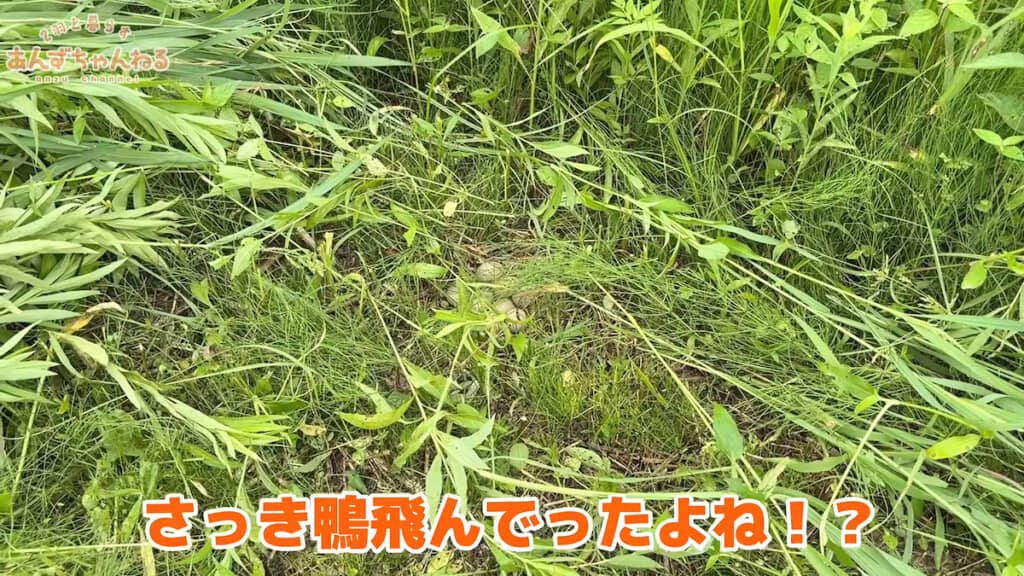 鳥が飛んでいった場所を見にいくと……