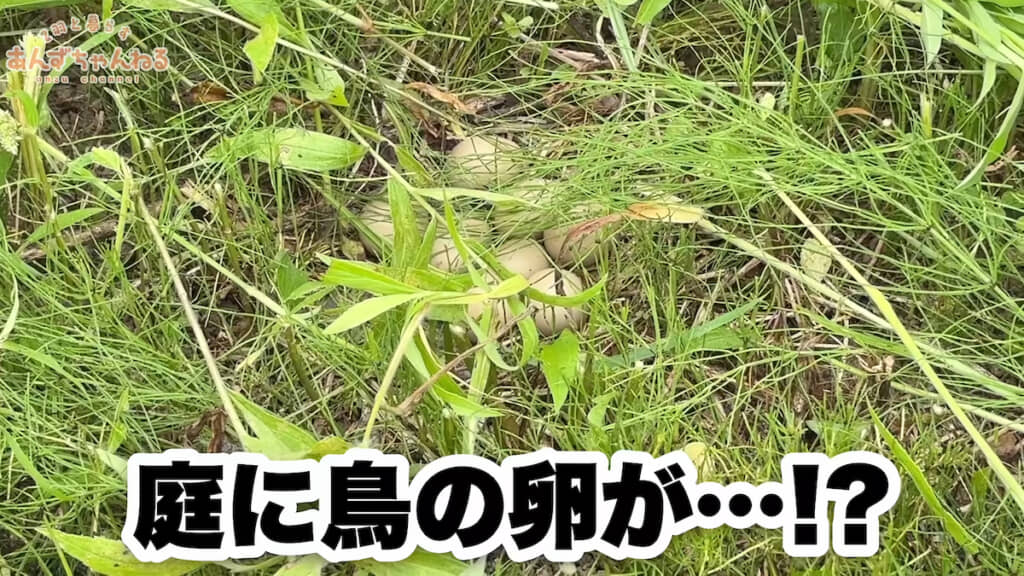 鳥の卵を8個発見!