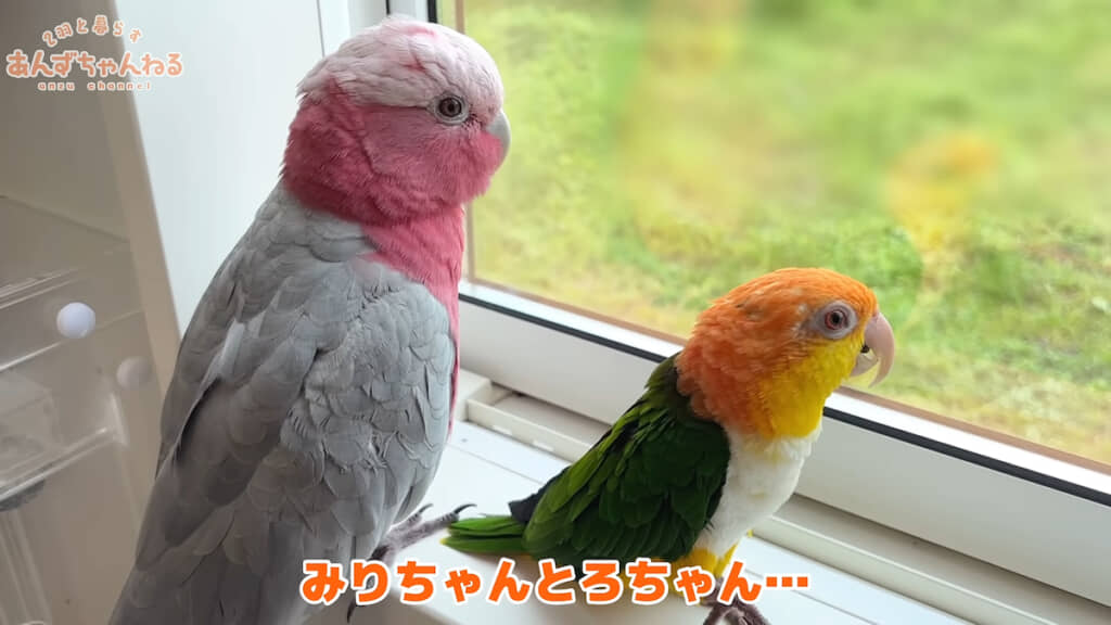 外の様子が気になる「みりん」ちゃん(左)と「とろろ」ちゃん(右)