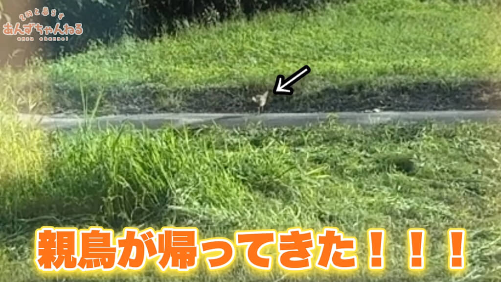 親鳥が帰ってきた!