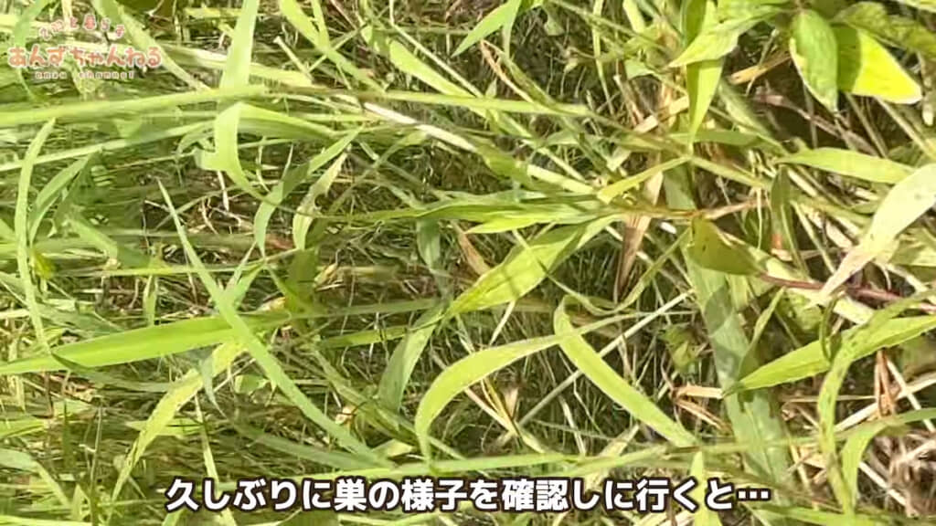 2週間が経ったので卵を見にいくことに