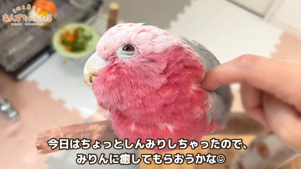みりんちゃんに癒しを求める