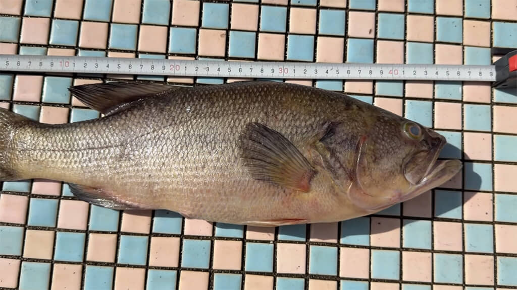 巨大なブラックバスをさばき、カメのエサにします