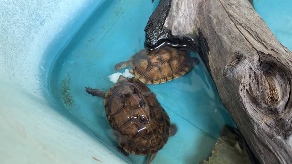 切り身を取り合っています