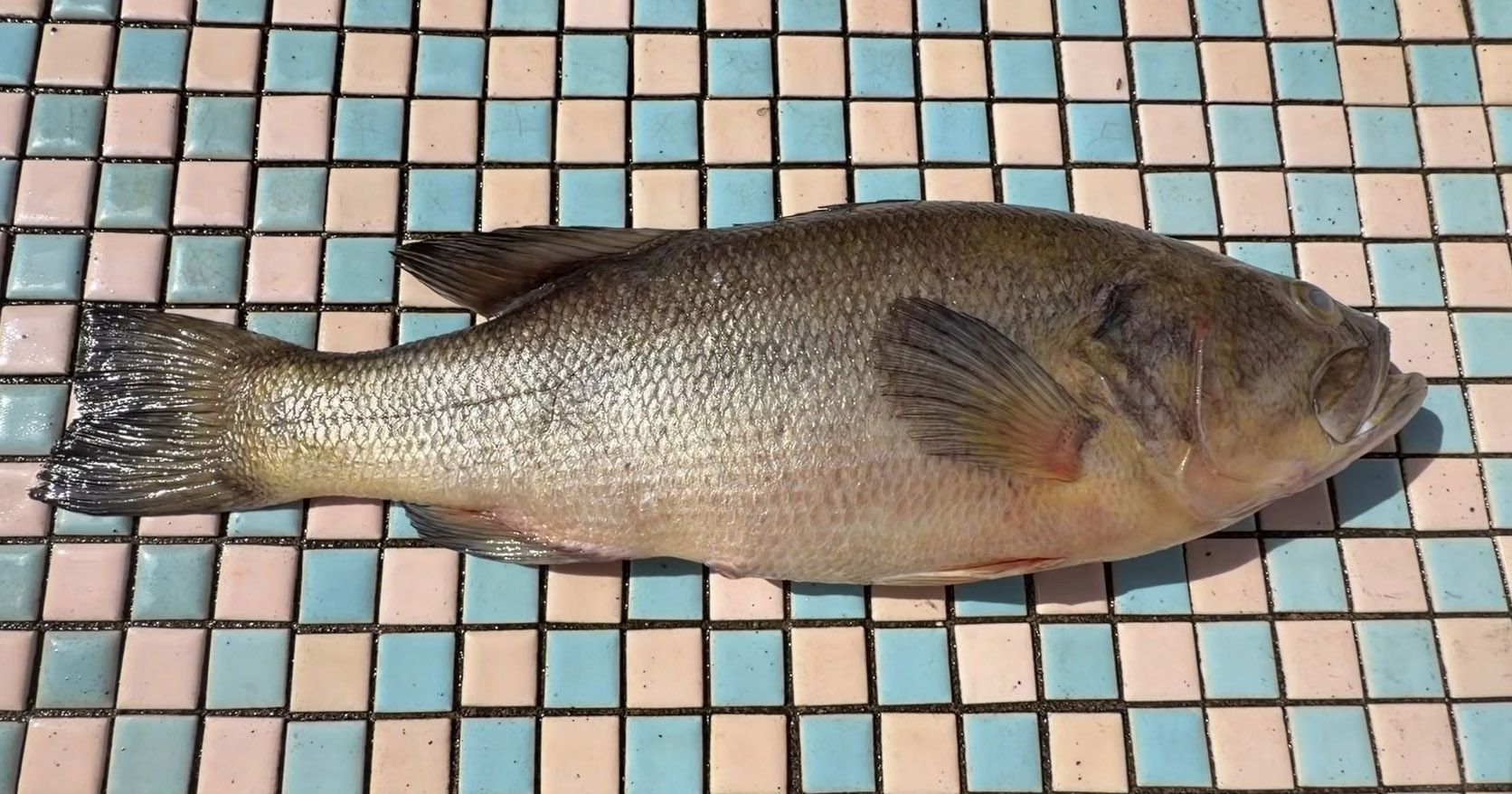 巨大ブラックバスを“100匹以上のカメ”に与えたら……　驚きの光景に「イメージを覆す」「アピールがすごすぎる」（1/3） | その他生き物 ねとらぼ