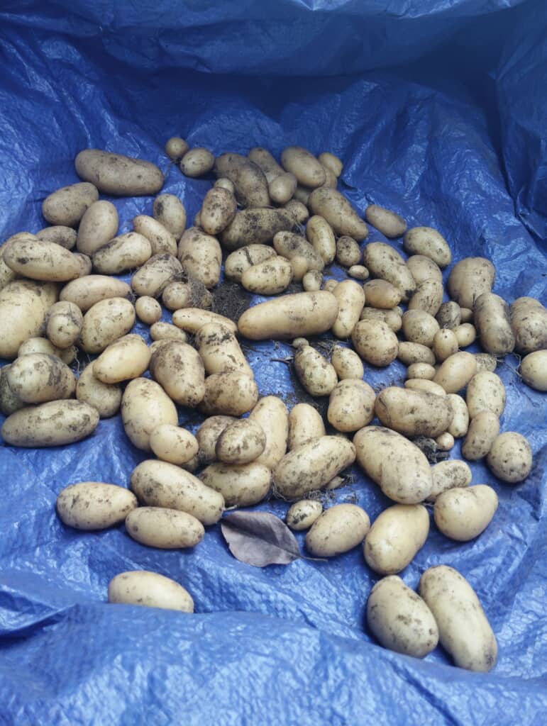 こちらも大量に収穫できたそうです