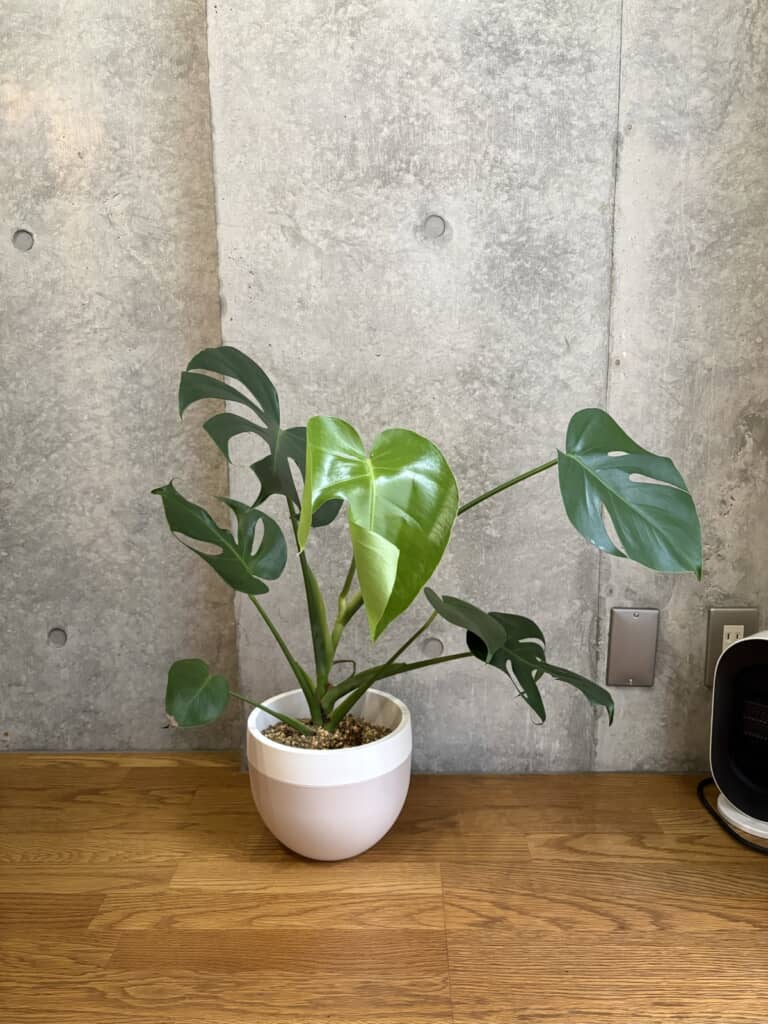 “金本さん”に植え替えられたモンステラ