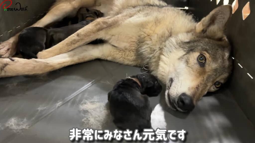 ニヴルちゃんが赤ちゃんを出産