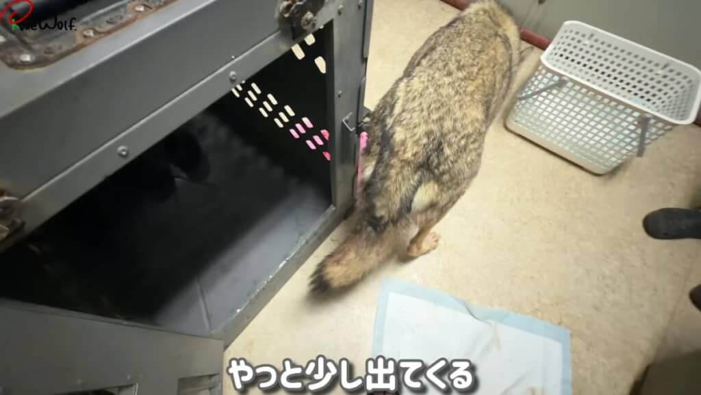 ケージの外へ出すことに成功