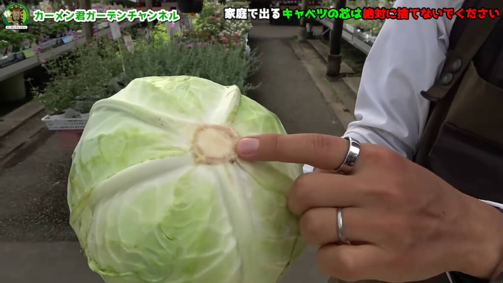 土作りに有用なキャベツの芯