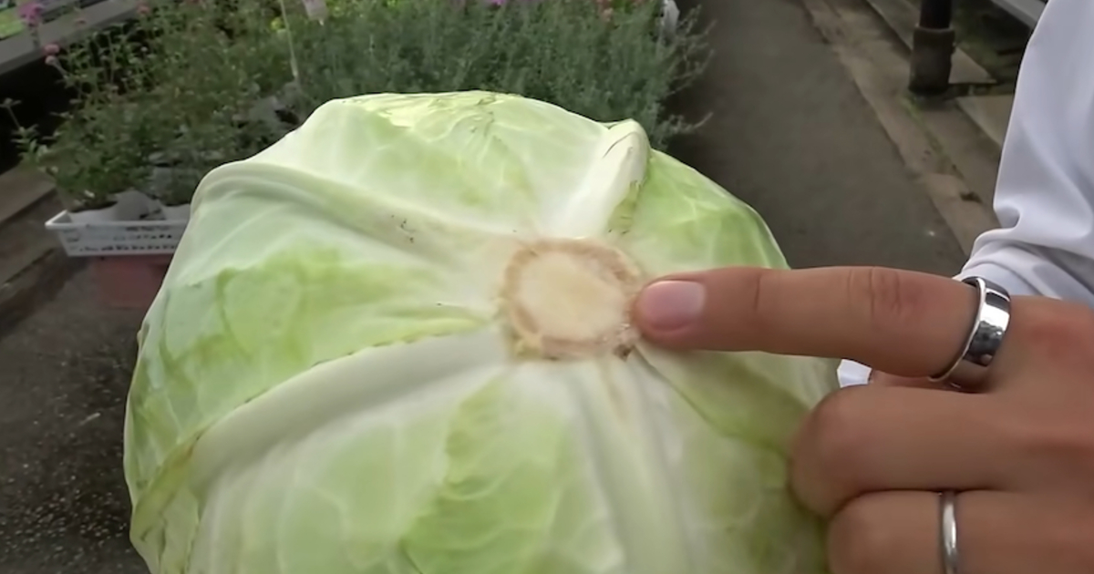 キャベツの芯は捨てないで！→食べ残しを土に埋めると……　“とんでもない活用法”に「いいんですね」「実演ありがとう」（1/3） | ライフハック ねとらぼ