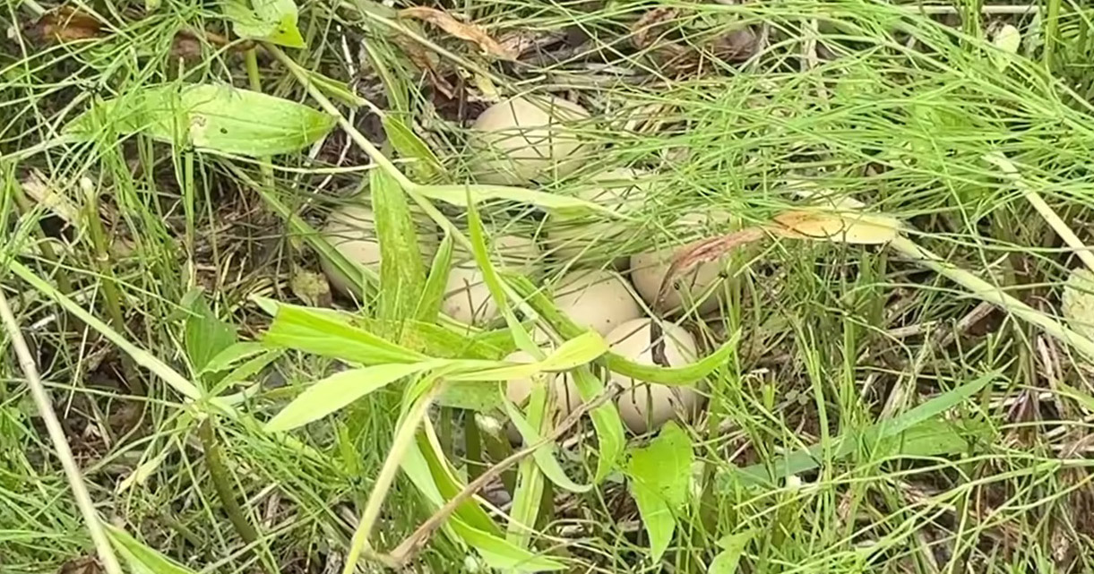 庭に野鳥が“卵8個”を産卵→2週間見守ったら…… まさかの結末に「切ないですね」「これも自然の摂理️」「また来年」(1/3) | その他生き物 ねとらぼ