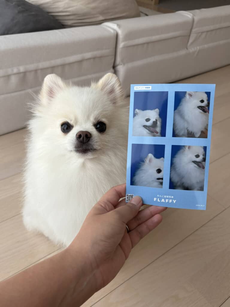 ポメラニアンの天くんの証明写真