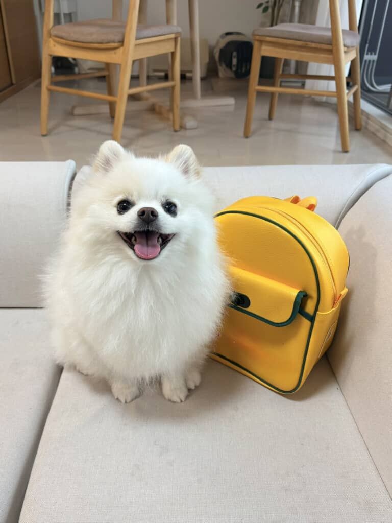 ポメラニアンの天くん