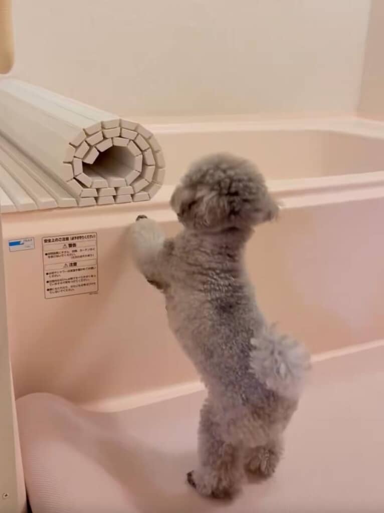 お風呂のふたが開いていることに気づきます