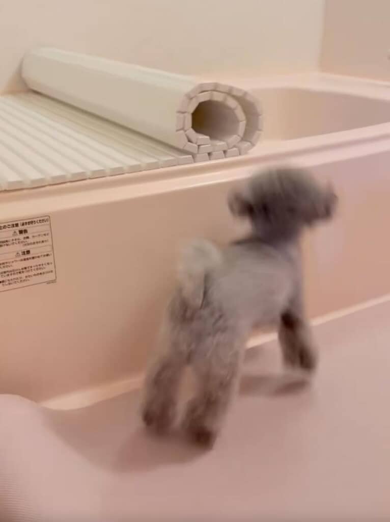 閉まっていくふたを楽しそうに追いかけるエマちゃん