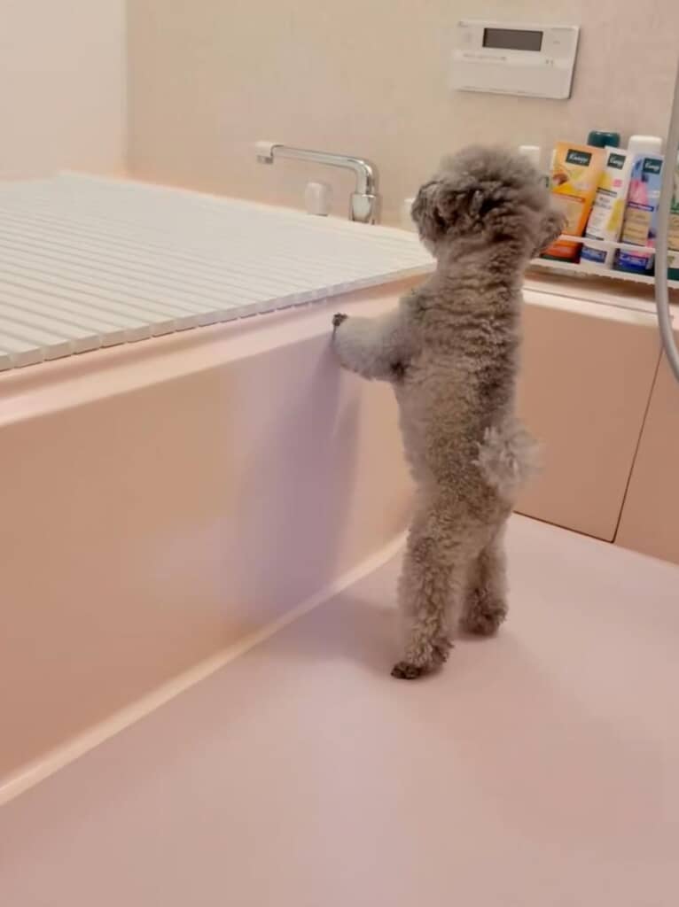 ふたを閉めることに成功！