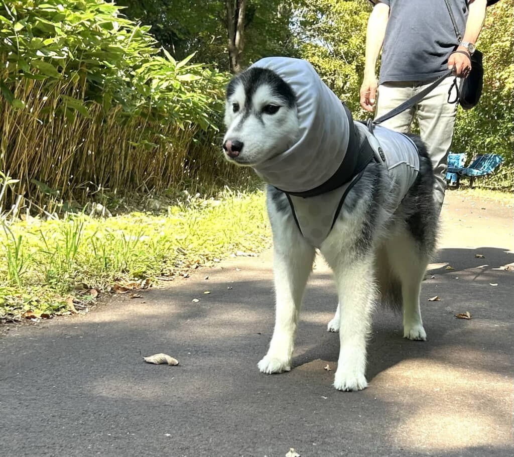 おしゃれなサマーウエアに身を包むO次郎くん