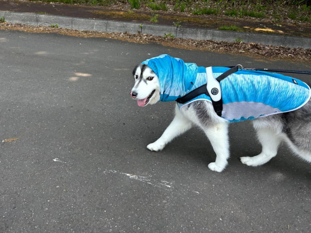 ブルーも似合いますね！