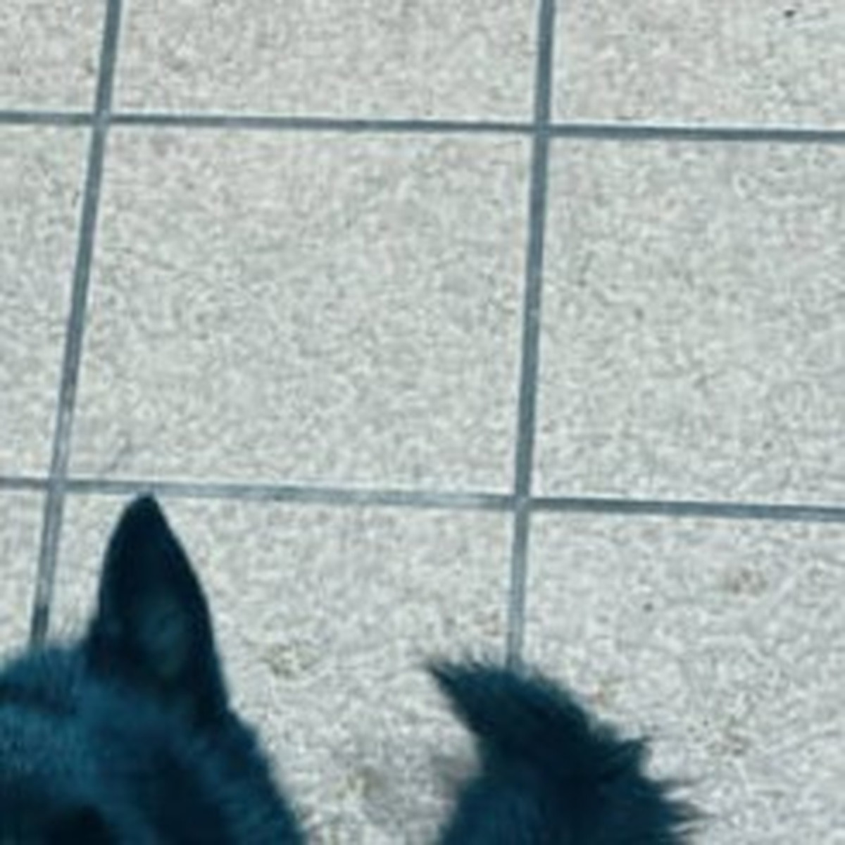 道行く人に「か、かわいい……何て犬ですか？」と言わしめる愛犬が「良いとこどり」と70万表示　飼い主に話を聞いた（1/3） | 犬 ねとらぼ