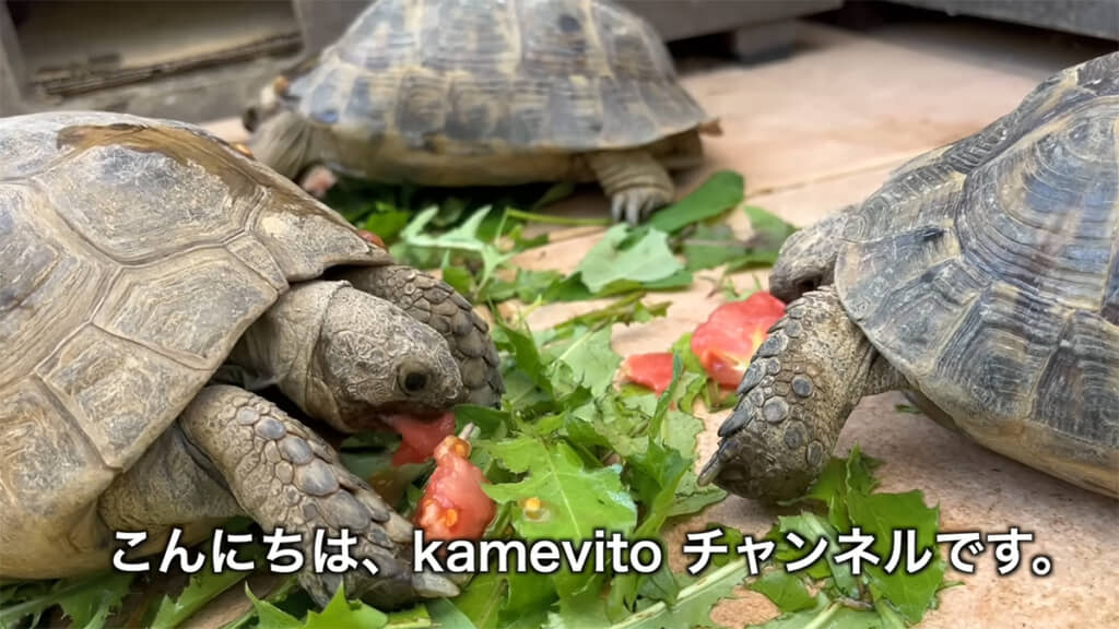 20年間ギリシャリクガメを飼育している、屋上の設備を紹介してくれます