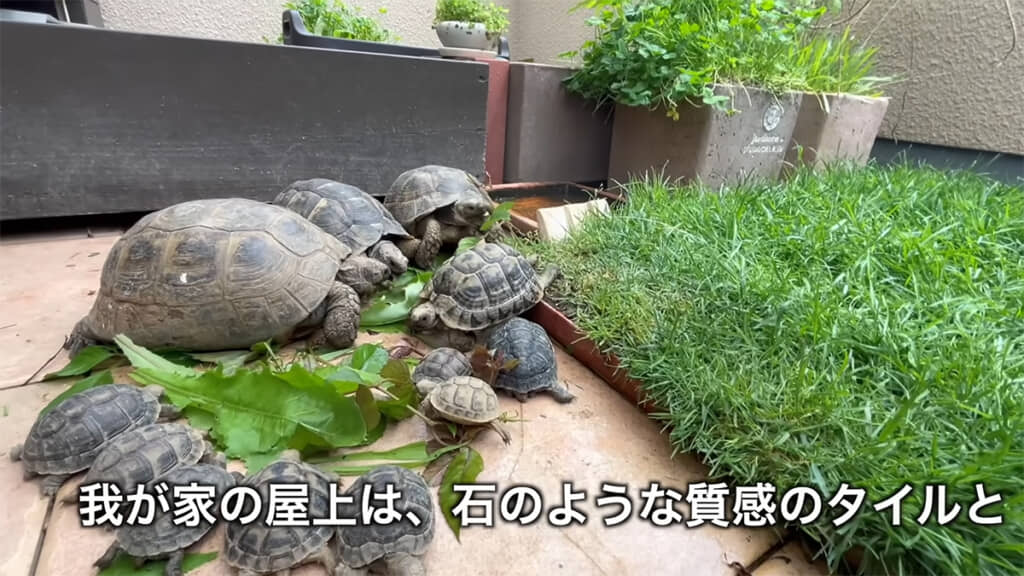 床材にはタイルと天然芝を使用