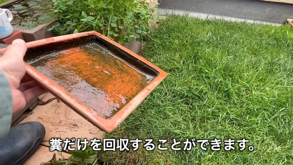 天然芝は足場、おやつ、フィルターの役目を果たしています