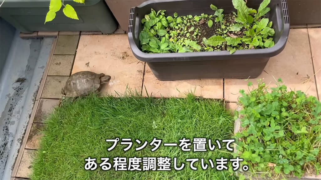 タイルにはリクガメのつめを削る役割があり
