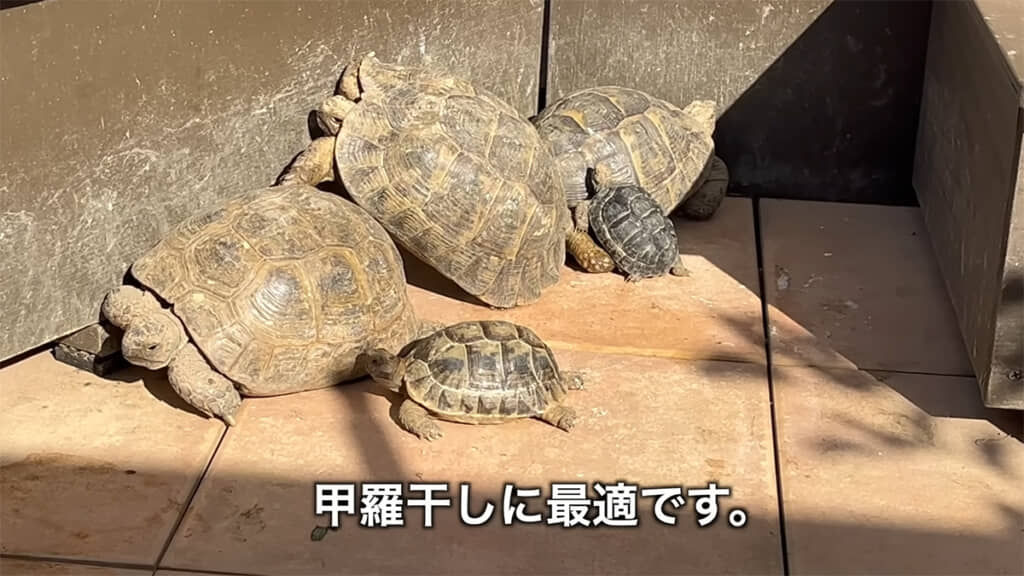 甲羅干しの最適スポットにもなっています